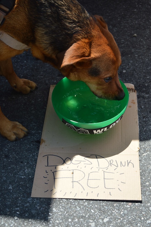 dogs-drink-free