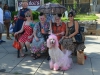 Pink poodle and a gaggle of Hons