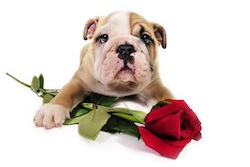 English bulldog puppy with valentine rose.